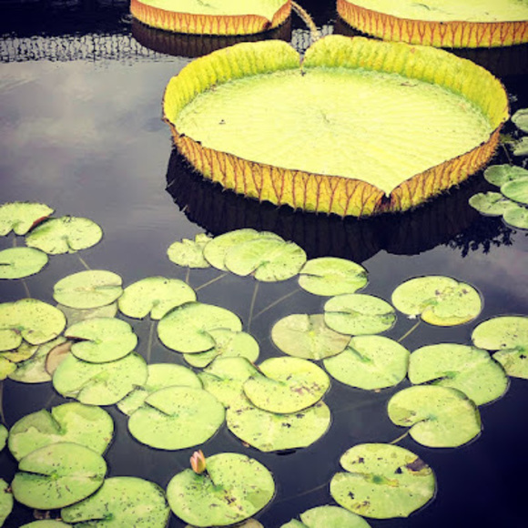 Meet your Posher, Vanessa - Picture 1 of 1